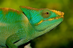 Parson's-giant-chameleon-male-portrait-2b