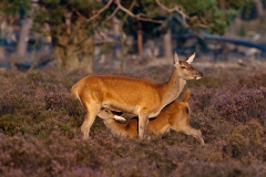 Female-and-drinking-calf-2b