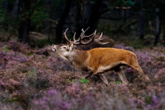 Male-deer-45b