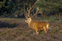 Male deer 53a