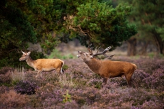 Vocalizing-male-and-female-3a