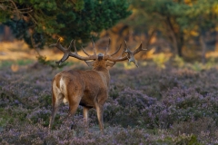 Vocalizing male deer 25a