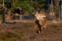 Vocalizing-male-deer-31b