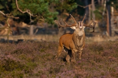 Vocalizing-male-deer-32a