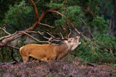 Vocalizing-male-deer-54a