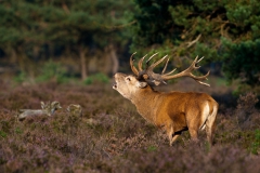 Vocalizing-male-deer-61d