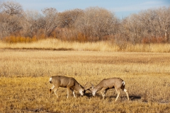 Black-tailed-deer-males-fighting