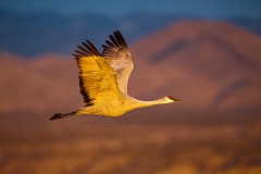 Flying-sandhill-crane-in-morning-light-