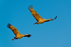 Flying-sandhill-cranes-3