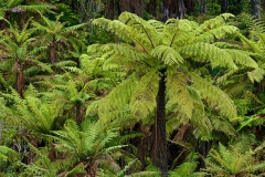 Tree-ferns-5c