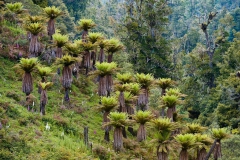 Urewera-NP-Tree-ferns-1c