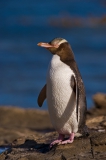 Catlin-coast-Yellow-eyed-penguin-1d