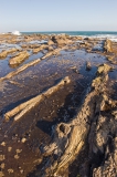 Catlin-coast-petrified-forest-2b