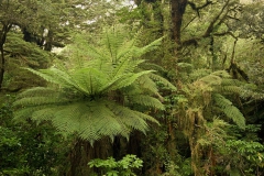 Fjordland-tree-fern-1a