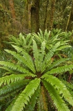 Kahurangi-rainforest-ferns-1b