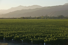 Marlborough wine country 1h