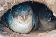 Otaro-peninsula-Blue-penguin-1c