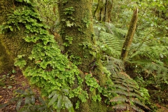 Westland-NP-rain-forest-moss-1e