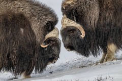 muskusossen-noorwegen-10