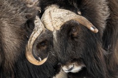 muskusossen-noorwegen-14