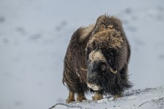 muskusossen-noorwegen-2