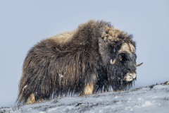 muskusossen-noorwegen-5