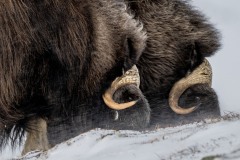 muskusossen-noorwegen-7