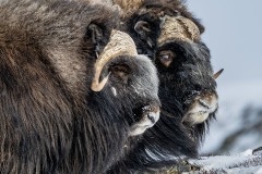 muskusossen-noorwegen-8