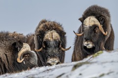 muskusossen-noorwegen-9