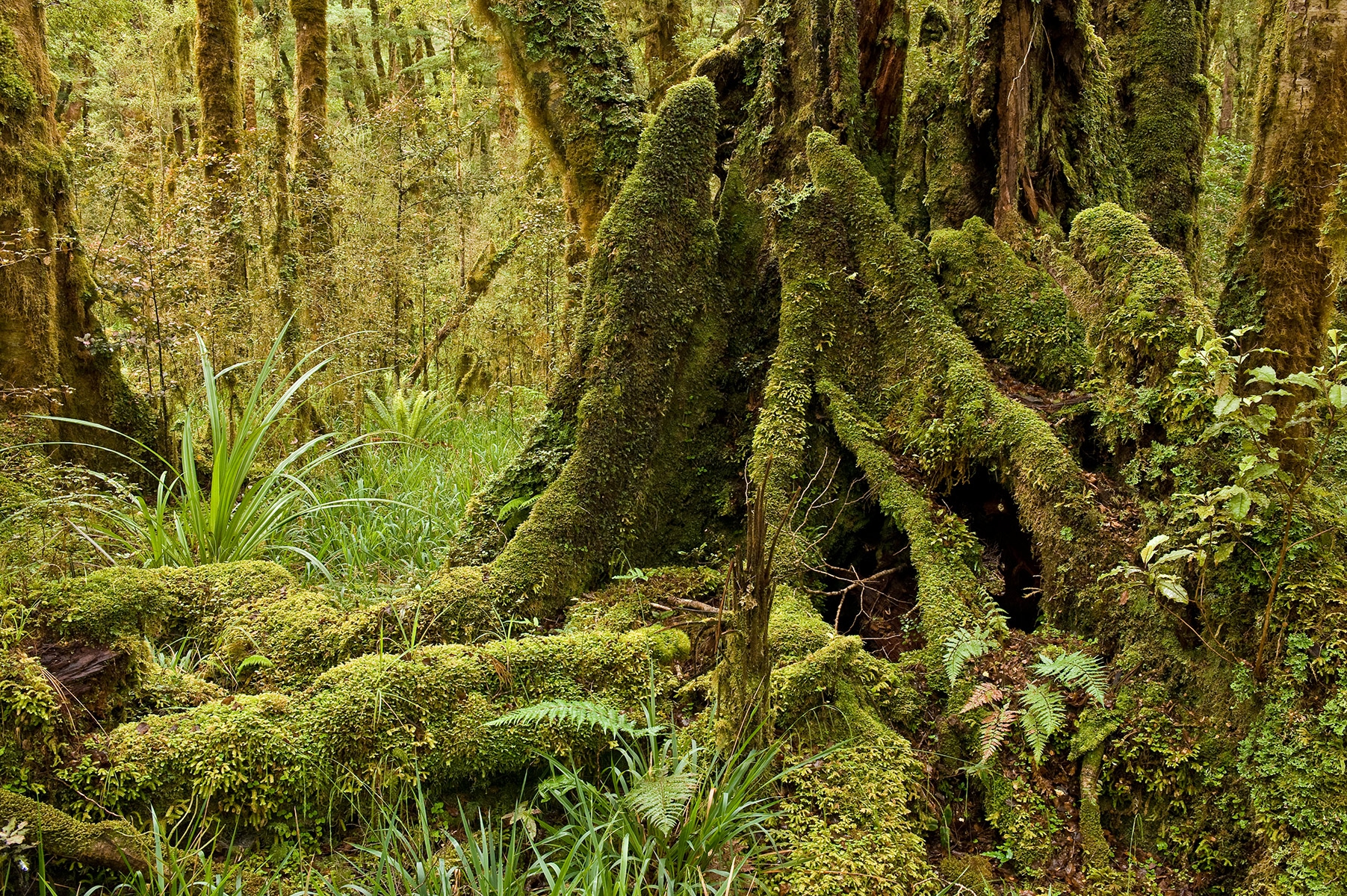 Kahurangi-rainforest-1b-