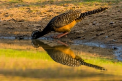Bare-faced-curassow-drinking-1