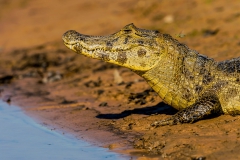 Caiman-close-up-5b