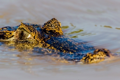 Caiman-head-half-submerged-2
