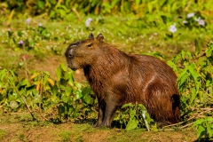 Capibara-1