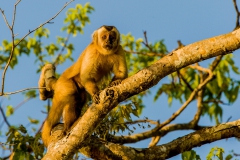 Capuchin-monkey-8c
