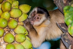 Capuchin-monkey-picking-palm-fruit-2