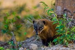 Coati-1