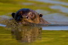 Giant-river-otter-5b
