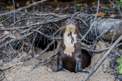 Giant-river-otter-near-hole-2a