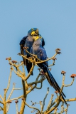 Hyacinth-macaw-4d