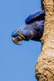 Hyacinth-macaw-in-nest-tree-1y