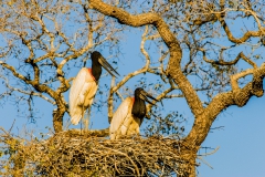 Jabiru-pair-3a