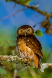 Pygmy-owl-1