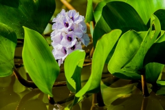 Water-hyacinth