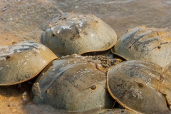 32. Eitjes in het water en op het schild