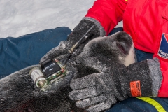 Attaching-ctd-tag-on-hooded-seal-pup-2h