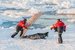 Capture-of-hooded-seals-4i