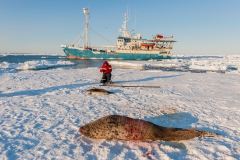 Captured-hooded-seal-female-and-Lance-1a
