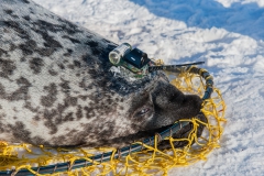 Hooded-seal-female-and-CTD-tag-1