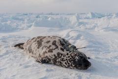 Hooded-seal-female-and-CTD-tag-1b